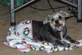 Dog, small Shih-tzu mix, enjoying her new Christmas blanket