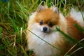 Dog small spitz walking on the lawn