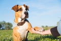 Dog with smart and cute eyes fives paw to a human.