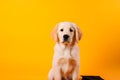 Dog smart eyes looking. Amazing dog portrait on yellow background. Cute pet face. Neural network AI generated