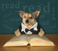 Dog smart reads book at desk