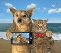 Dog and cat made selfie on the beach Royalty Free Stock Photo