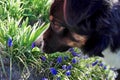 Dog smelling blue flower