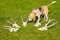 A dog smelling deer head trophy collection on green grass. Royalty Free Stock Photo