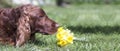 Dog smelling flower Royalty Free Stock Photo