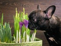 Dog smelling flowers. The black dog\'s snout, purple crocuses