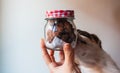 Dog smelling a jar of chocolate chip cookies. Royalty Free Stock Photo