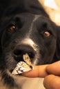 Dog smelling and meeting yellow colored butterfly