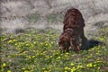 The first flowers cause delight even in pets