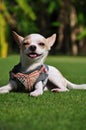 Dog Smile Royalty Free Stock Photo