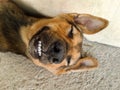 Dog smile Royalty Free Stock Photo