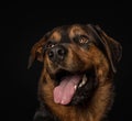 Williem, dog, dogtraining, happy, dog smile