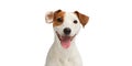 Dog smiling. Funny Jack Russell Terrier portrait isolated on white background Royalty Free Stock Photo