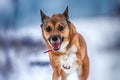 dog smiling runs in the snow