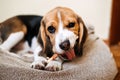 Dog Snack Chewing Sticks for puppies. Beagle puppy eating Dog Snack Chewing Sticks at home. Beagle Eat, Dog Treats for Royalty Free Stock Photo