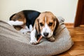 Dog Snack Chewing Sticks for puppies. Beagle puppy eating Dog Snack Chewing Sticks at home. Beagle Eat, Dog Treats for Royalty Free Stock Photo