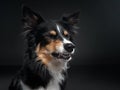 the dog snarls. Funny expression on the muzzle of a border collie