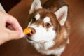 Dog sniff the snack Royalty Free Stock Photo