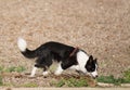 Dog sniffing in a brown field