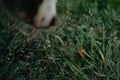 The dog is sniffing a butterfly.