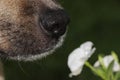 Dog sniffing flower