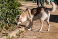 Dog sniffing grass in a sunny day