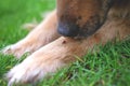 Dog sniffing ladybug on the paw, animal friendship