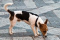 Dog sniffing Royalty Free Stock Photo