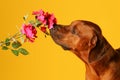 Dog sniffing on a rose