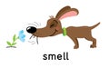 A dog sniffs a flower. One of five senses. Smell illustration