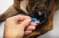 The dog sniffs intravascular catheters after extraction Royalty Free Stock Photo