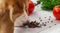 Dog sniffs pepper