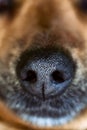 Dog snout Royalty Free Stock Photo