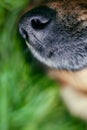 Dog snout Royalty Free Stock Photo
