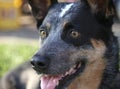 Dog snout and eyes closeup