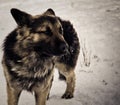 A dog in the snow