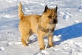 Dog in snow Royalty Free Stock Photo