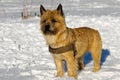 Dog in snow Royalty Free Stock Photo