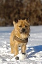 Dog in snow Royalty Free Stock Photo