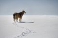 A dog in the snow