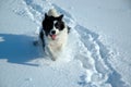 Dog in Snow