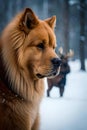 A Serious Dog in Snowy Forest