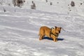 Dog in the snow on apls