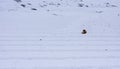 A Dog - Snow Covered Farm in Langza Village, Spiti Valley, Himachal Pradesh Royalty Free Stock Photo