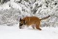 A dog in the snow.