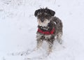 Adopted Dog in the Snow