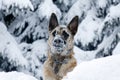 A dog in the snow.