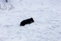 A dog in the snow gnaws a bone Royalty Free Stock Photo