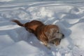 Dog in winter forest / Dog playing in snow / Golden Retriever