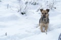 Dog in the snow Royalty Free Stock Photo